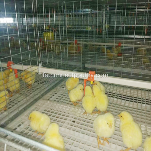 تجهیزات پرورش مرغ گوشتی